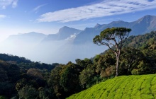 Munnar, au coeur des plantations de thé de Kerala